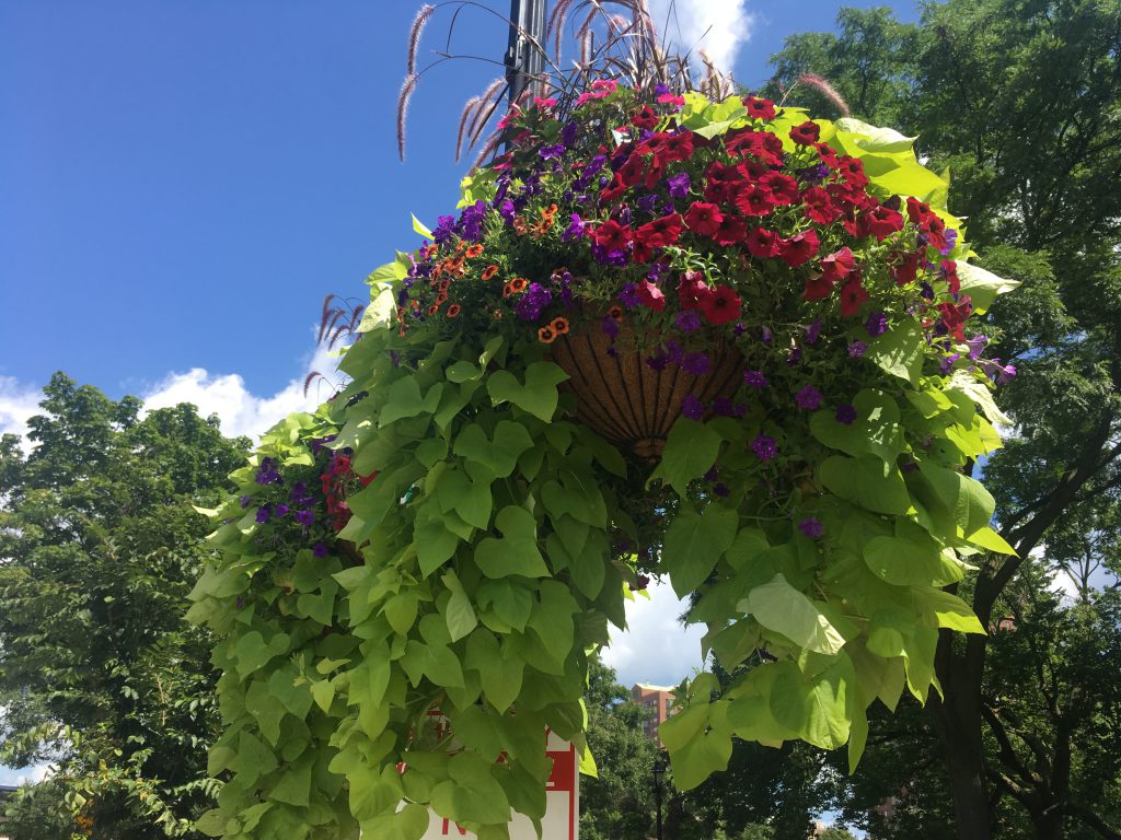 Hanging flower baskets in Cathedral Square. Photo courtesy of Cathedral Square Friends, Inc.
