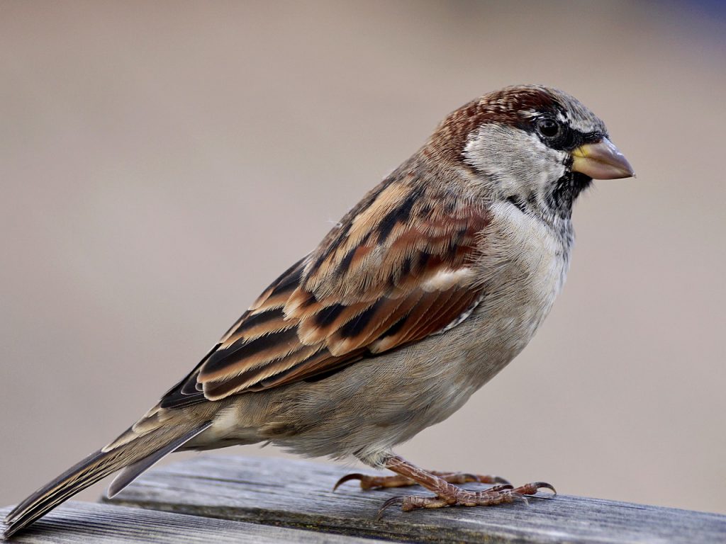 Sparrow. Pixabay License. Free for commercial use. No attribution required