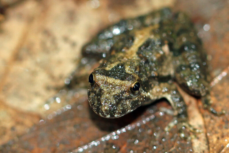 Blanchard Cricket frog. Photo by Greg Schechter. (<a href="https://creativecommons.org/licenses/by/2.0/">Creative Commons CC BY 2.0</a>)