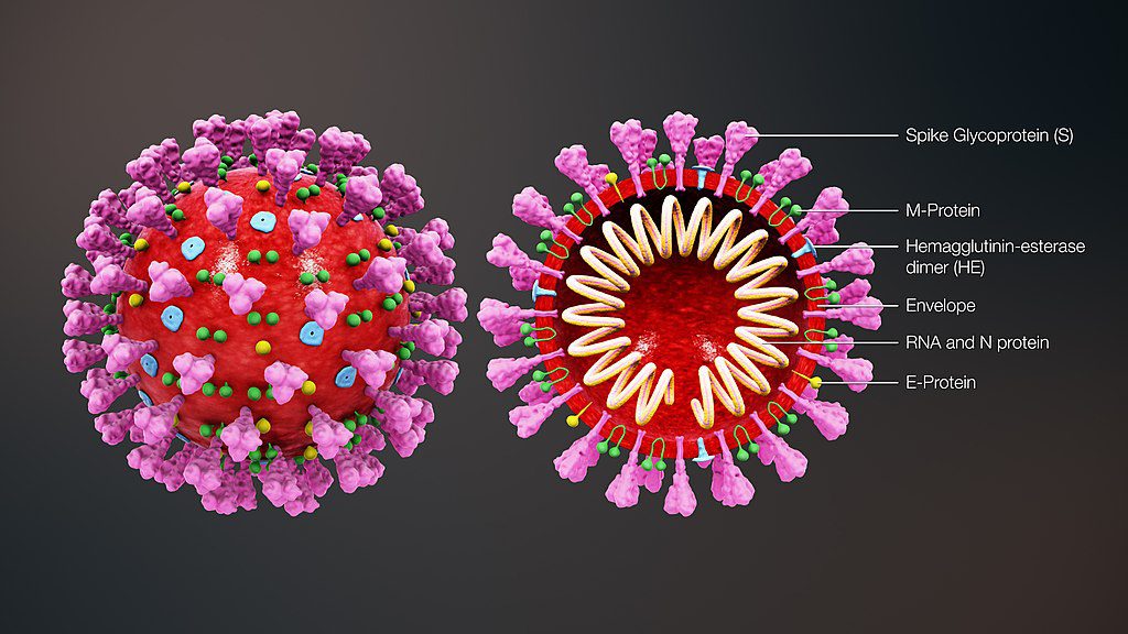 3D medical illustration of 2019 Novel Coronavirus. Image by https://www.scientificanimations.com [CC BY-SA (https://creativecommons.org/licenses/by-sa/4.0)]