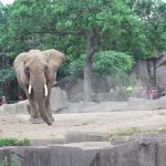 MKE County: Animal Advocates Criticize Zoo’s Elephant Facility