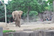 An African elephant (Loxodonta) Milwaukee County Zoo Milwaukee, WI. Photo by Ronincmc [CC BY-SA (https://creativecommons.org/licenses/by-sa/4.0)].