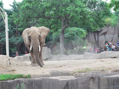 Zoo Backs Off On Elephant’s Transport