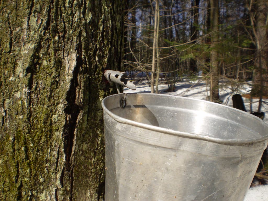 Boiler attached to a maple tree. Photo is in the Public Domain.