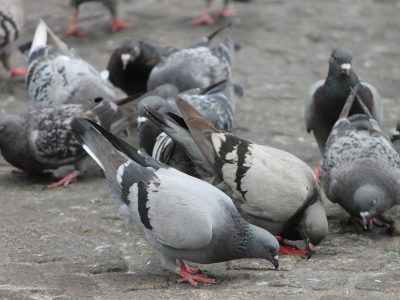 Urban Reads: How Pigeons Dominate Cities
