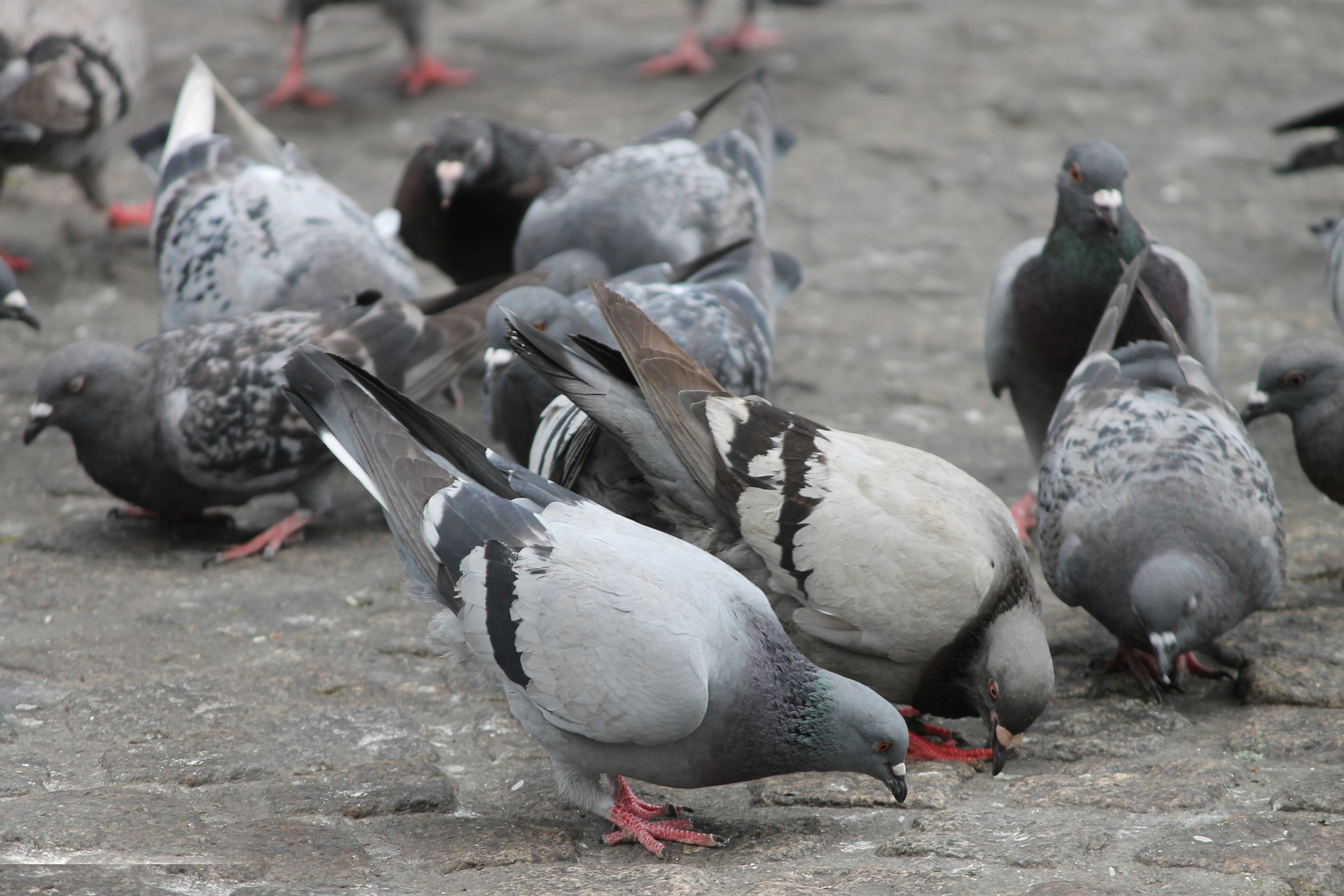 Urban Reads: How Pigeons Dominate Cities » Urban Milwaukee