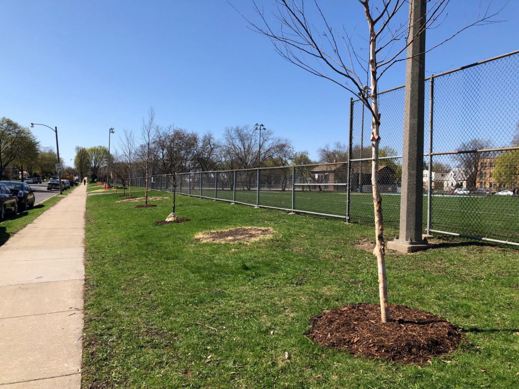 Replacement trees at Ohio Playfield for those lost to emerald ash border. Photo by Jeramey Jannene.