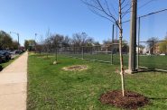Replacement trees at Ohio Playfield for those lost to emerald ash border. Photo by Jeramey Jannene.