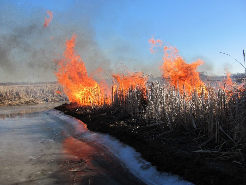Prescribed burn at Uihlein Waterfowl Production Area. Photo by Sean Sallmann/USFWS. (CC BY 2.0) https://creativecommons.org/licenses/by/2.0/
