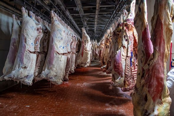 Beef carcasses at a meat processing plant. Photo by Preston Keres/USDA. (Public Domain).