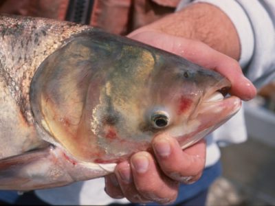 Climate Change May Help Asian Carp Thrive in Lake Michigan