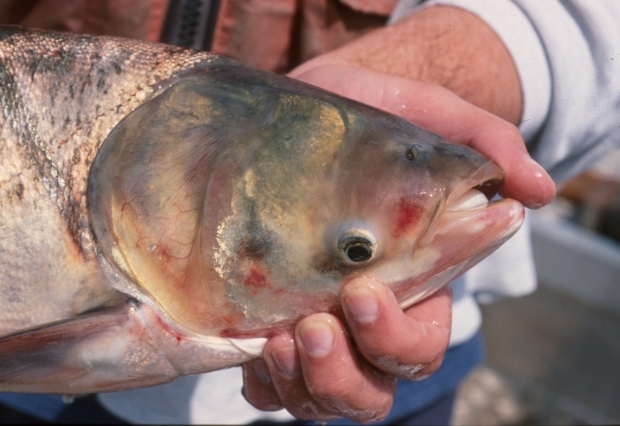 An Asian carp specimen. Photo courtesy of the Wisconsin Department of Natural Resources.
