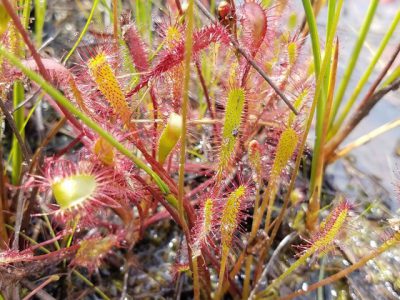 Carnivorous Plant Last Seen 40 Years Ago Among Finds by Rare Plant Detectives