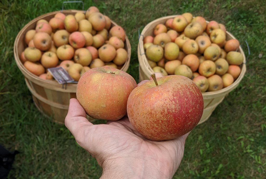 Ashmead's Kernel and Winter Redflesh apples. Photo by Ethan Keller.