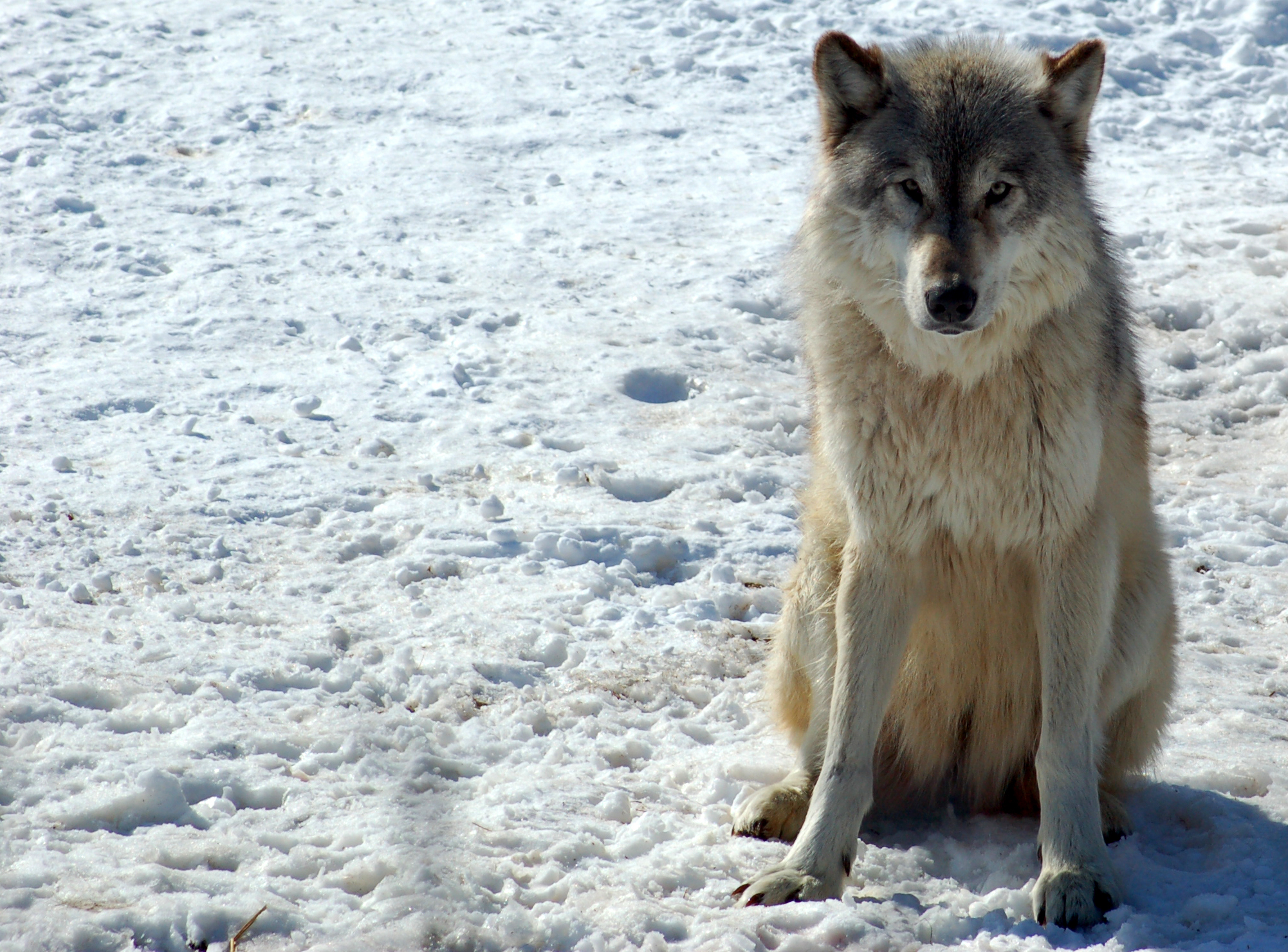 Gray wolf. Photo by Derek Bakken / CC BY (https://creativecommons.org/licenses/by/2.0)