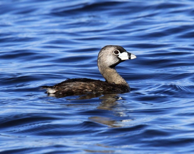 The pied-billed grebe is among 14 marsh bird species that researchers considered as they sought to identify the most important coastal wetlands for marsh bird conservation. Photo by Laura Erickson courtesy of the University of Minnesota/WPR.