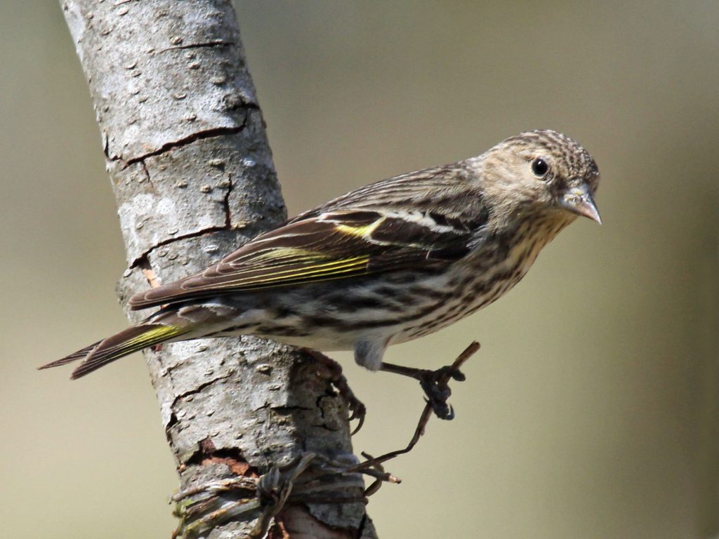 Pine siskins. Photo by DickDaniels (http://carolinabirds.org/), CC BY-SA 3.0 , via Wikimedia Commons
