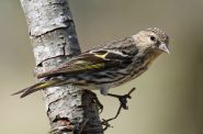 Pine siskins. Photo by DickDaniels (http://carolinabirds.org/), CC BY-SA 3.0 , via Wikimedia Commons