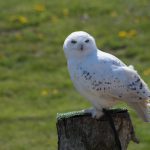 The Snowy Owls Are Back