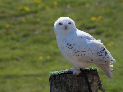 The Snowy Owls Are Back