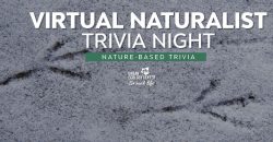 Virtual Naturalist Trivia Night