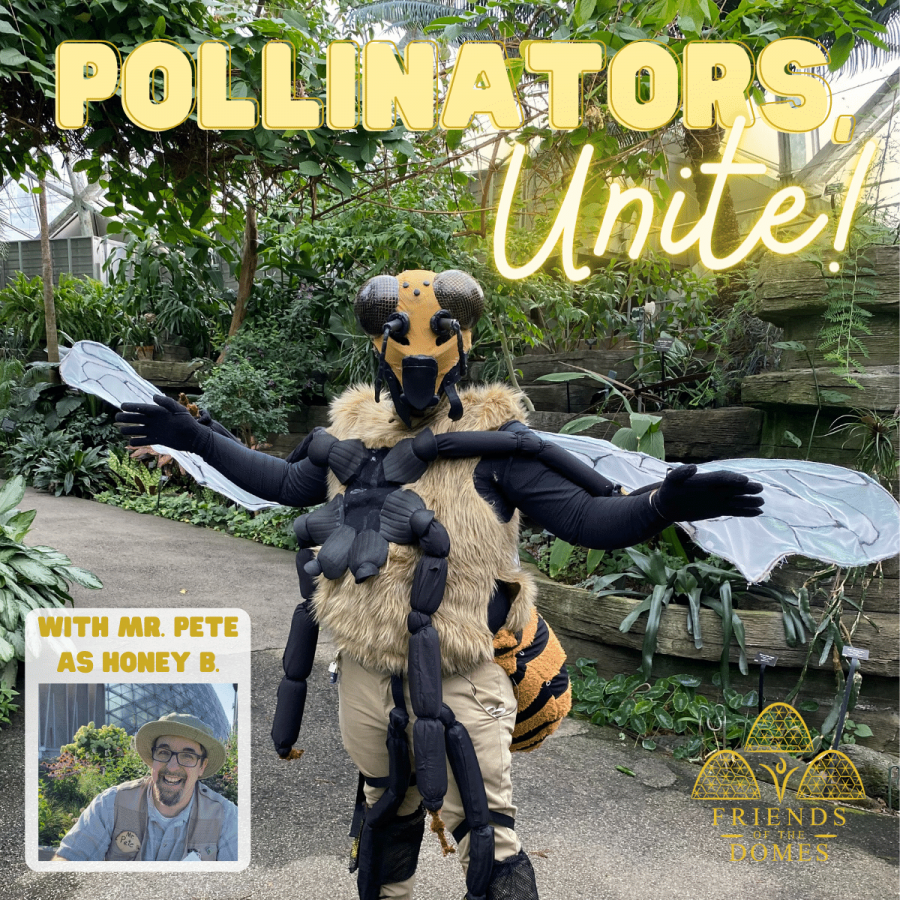 Pollinators Unite at the Mitchell Domes
