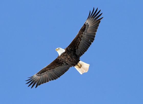 Sauk Prairie Bald Eagle Watching Goes Virtual For 2021