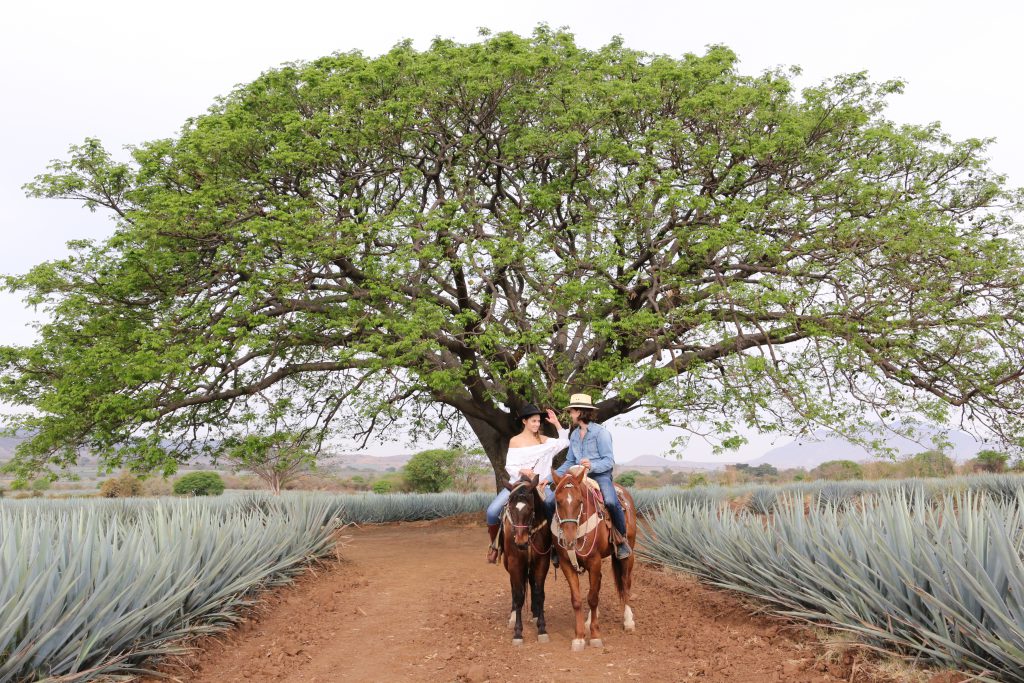 Agave fields with horses. Photo courtesy of the Florentine Opera Company.