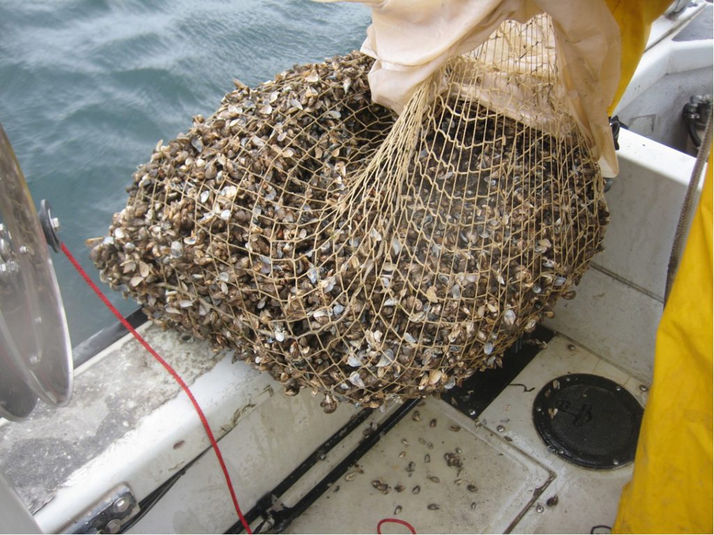 Quagga mussels. Photo by NOAA Great Lakes Environmental Research Laboratory, CC BY-SA 2.0 , via Wikimedia Commons