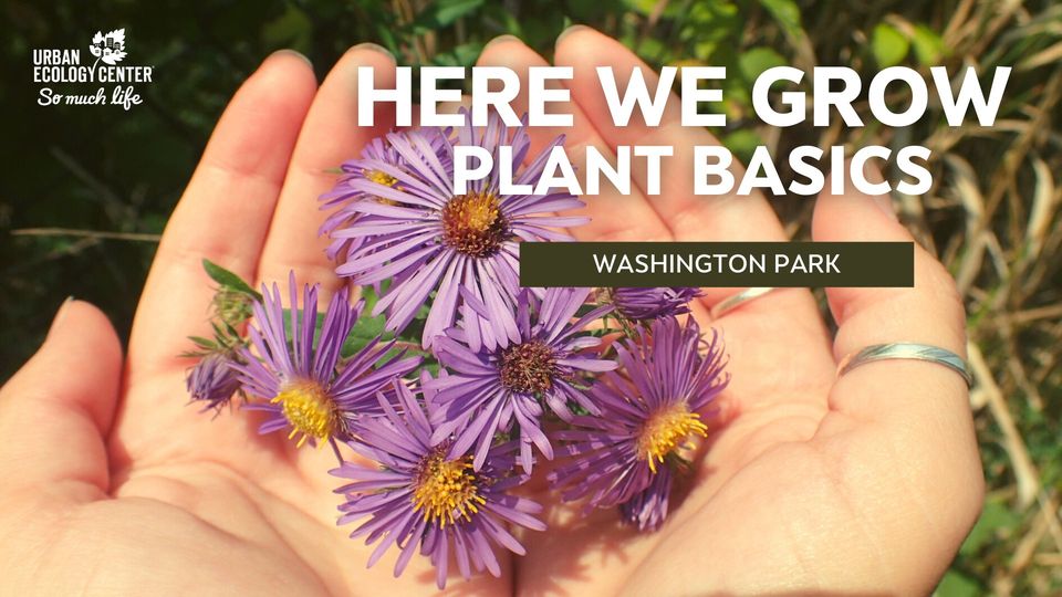 Here We Grow – Plant Basics