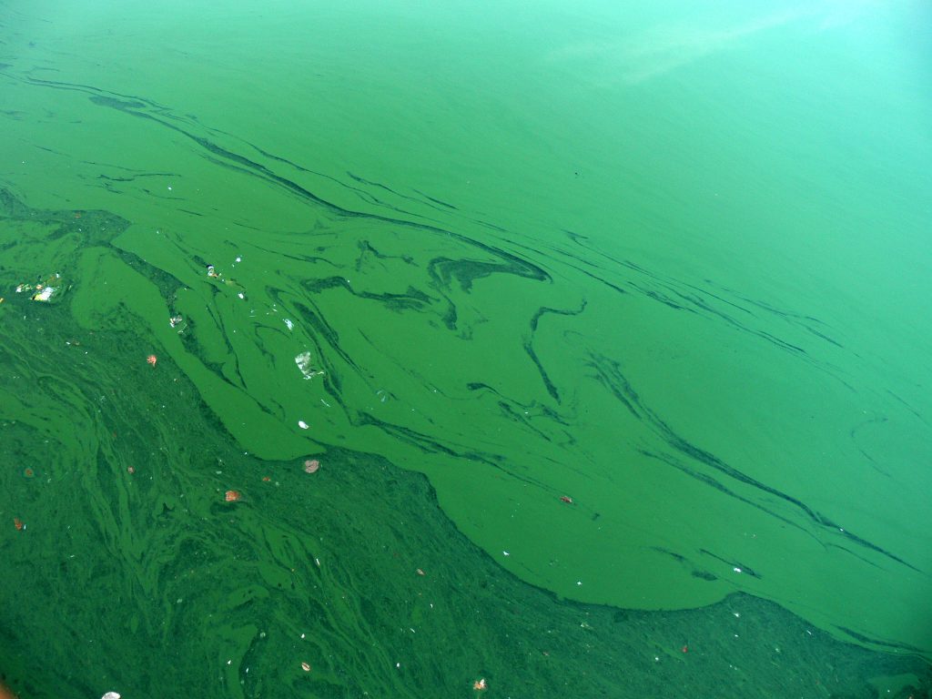Study Finds Algal Blooms Grow in Cold » Urban Milwaukee