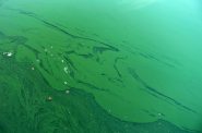 Bloom of blue-green algae. Photo by Lamiot, CC BY-SA 3.0 , via Wikimedia Commons