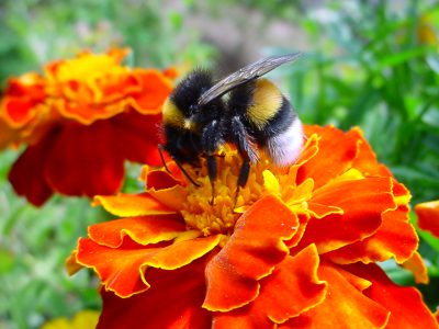 Pollinator Protection Package Proposed