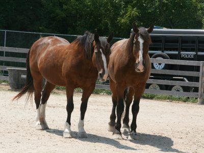 Plenty of Horne: MKE Urban Stables Is First of Its Kind