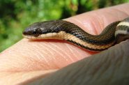 Newborn queensnake. Photo by Pete and Noe Woods. (CC BY-SA 2.0) https://creativecommons.org/licenses/by-sa/2.0/