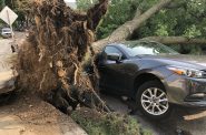 A tree fell atop a car on S. 14th St. during a storm on August 10. Photo by Jeramey Jannene.