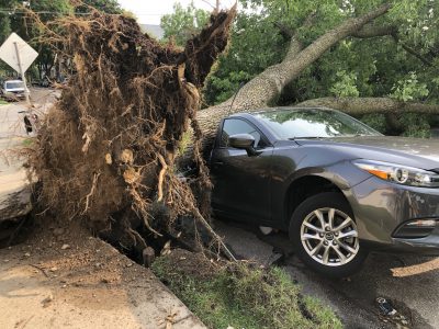 City Hall: More Than 660 Street Trees Lost in August Storm