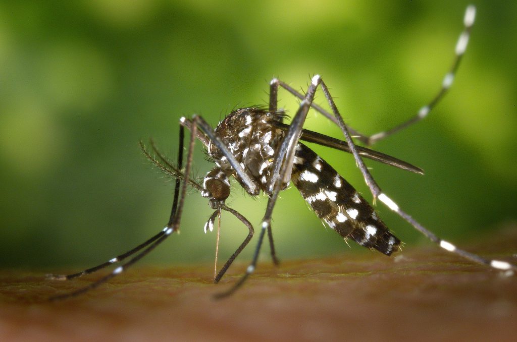 Mosquito. (Pixabay License)