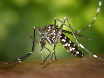 Good Bad News, Mosquito Numbers Down