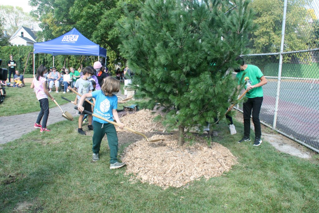 Students from Tamarack Waldorf School distribute mulch around a peace tree at Pulaski Playfield. Photo by Jeramey Jannene.