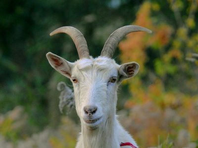 MKE County: County Board Says Send In The Goats