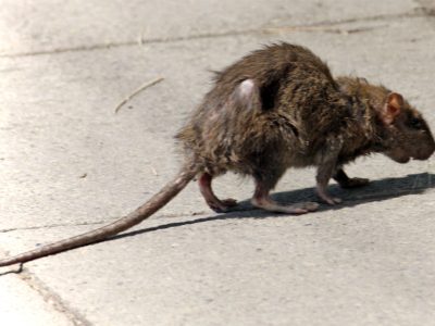 Eyes on Milwaukee: Stamper Wants Rat Inspections Of Excavations