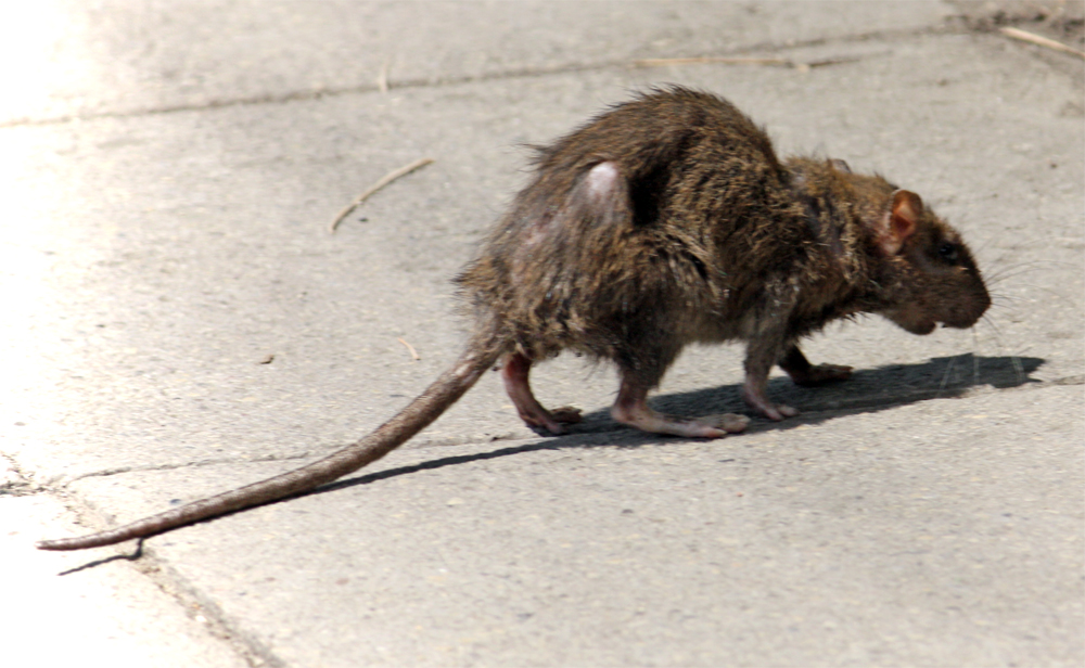 Street rat. Photo by Edal Anton Lefterov, licensed under CC BY-SA 3.0, via Wikimedia Commons.