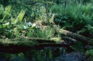 Example of a hardwood swamp, Eric Epstein, DNR/Wisconsin Examiner.