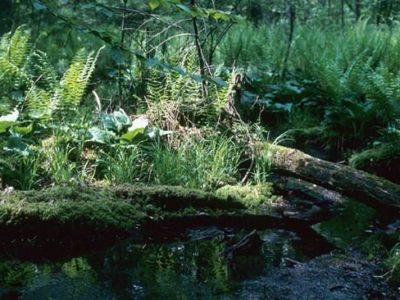 Court Upholds Protection of Rare Wetland