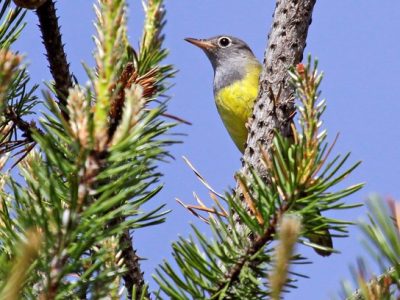 Conservationists Aim to Save Songbird