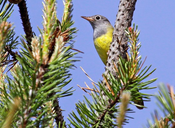 Connecticut warbler populations have dropped dramatically in Wisconsin over the past two decades. Photo courtesy of Ryan Brady with the Wisconsin DNR