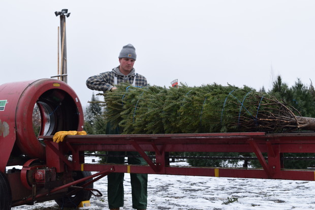 Ross Cochran, an employee at Lowes Creek Tree Farm in Eleva, Wis., bails a Christmas tree on Friday, Dec. 3, 2021. Hope Kirwan/WPR