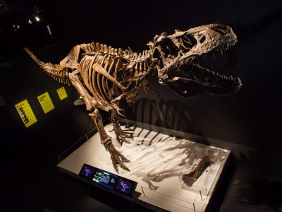 Entertainment: Public Museum Hosting Tyrannosaur Exhibit