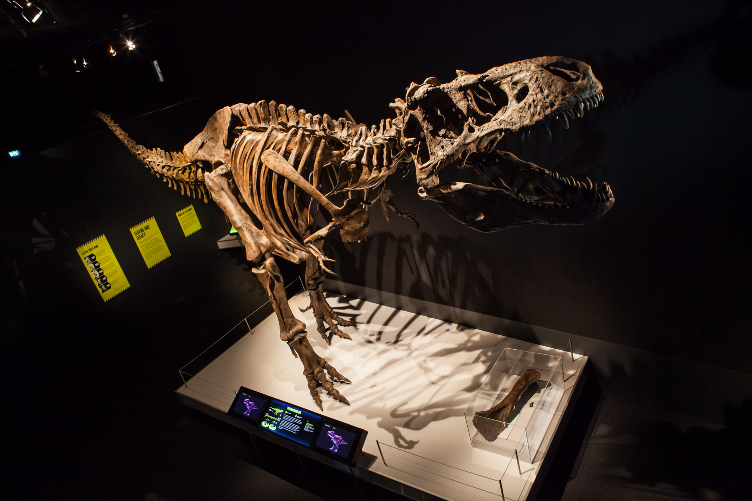 Tyrannosaurus rex. Photo courtesy of the Milwaukee Public Museum.